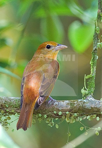 Juveniele Zomertangare; Juvenile Summer Tanager stock-image by Agami/Alex Vargas,