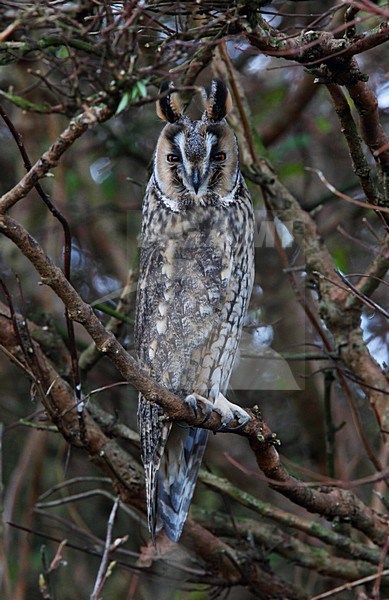 Ransuil, Long-eared Owl, Asio otus stock-image by Agami/Hugh Harrop,