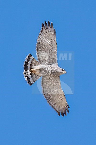 Adult 
Pima Co., AZ
April 2024 stock-image by Agami/Brian E Small,