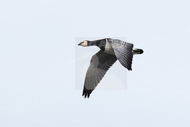 adult barnacle goose (branta leucopsis) in flight during autumn migration, found at Fehmarn at the Baltic Sea in Germany stock-image by Agami/Mathias Putze,