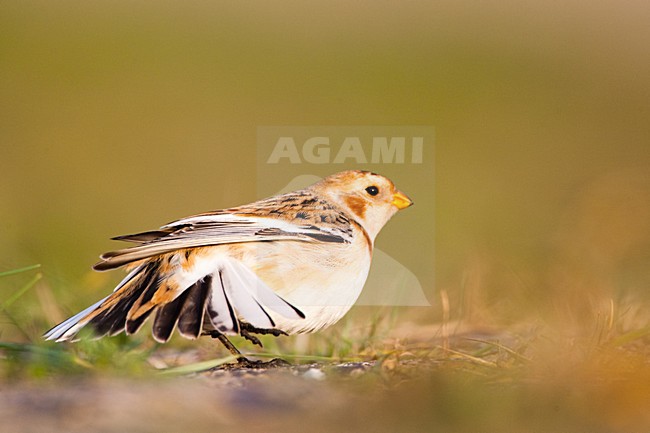 Sneeuwgors in winterkleed in Nederland, Snow Bunting in winterplumage in the Netherlands stock-image by Agami/Menno van Duijn,