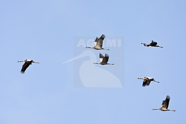 Kraanvogel groep vliegend; Common Crane group flying stock-image by Agami/Roy de Haas,