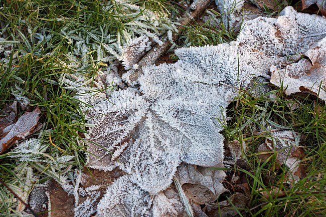 Bevroren blad, frozen leaf stock-image by Agami/Anja Nusse,