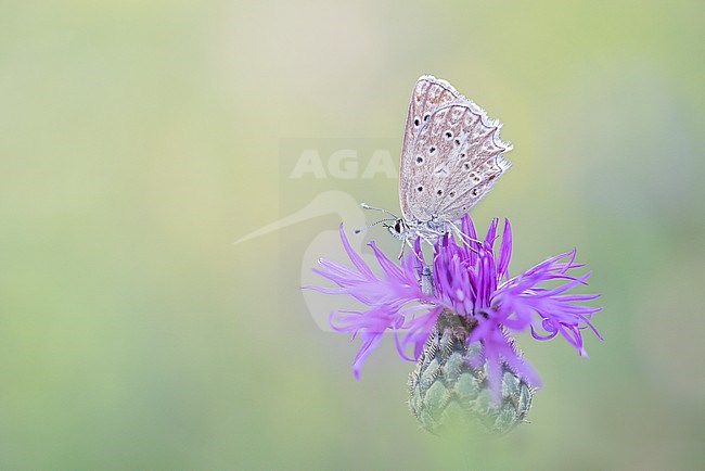 Meleager's Blue, warming up on a Greater Knapweed ; Centaurea scabiosa. stock-image by Agami/Onno Wildschut,