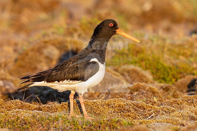 Eurasian Oystercatcher (Haematopus ostralegus), side view of an adult standing on the ground, Southern Region, Iceland stock-image by Agami/Saverio Gatto,