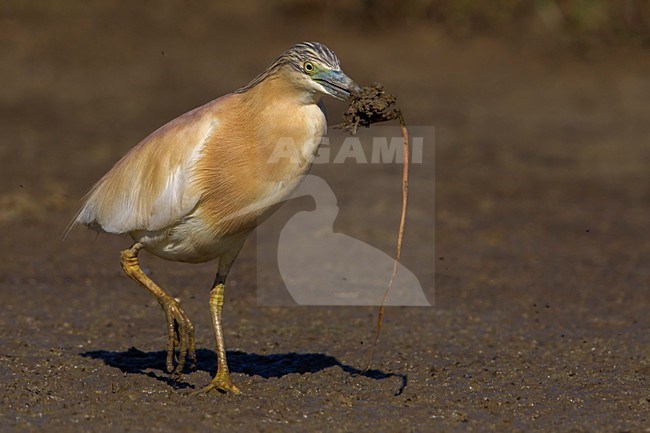 Ralreiger; Squacco Heron stock-image by Agami/Daniele Occhiato,