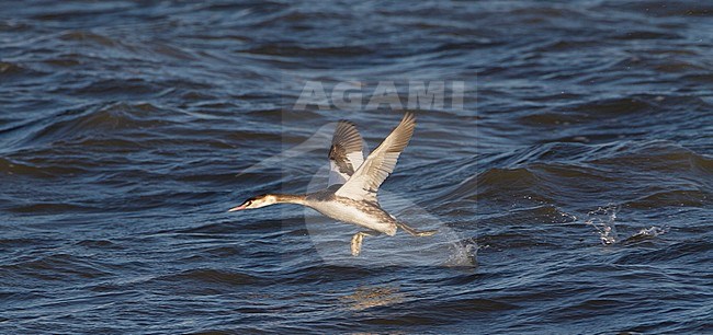 Vliegende Fuut in winterkleed, Non-breeding Great Crested Grebe in flight stock-image by Agami/Karel Mauer,
