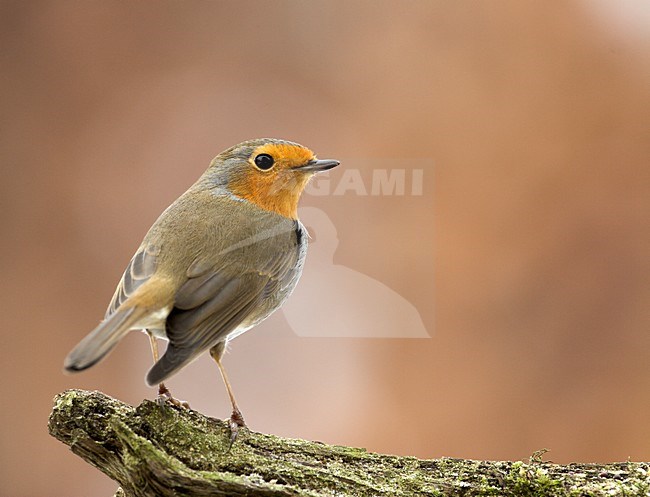 Roodborst op een stronk; European Robin perched on a trunk stock-image by Agami/Wim Wilmers,