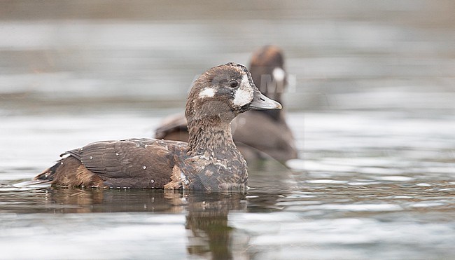 Harlequin Duck (Histrionicus histrionicus) adult female swimming stock-image by Agami/Ian Davies,