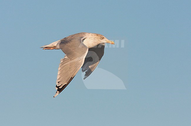 Herring Gull - Silbermöwe - Larus argentatus, Germany, adult stock-image by Agami/Ralph Martin,