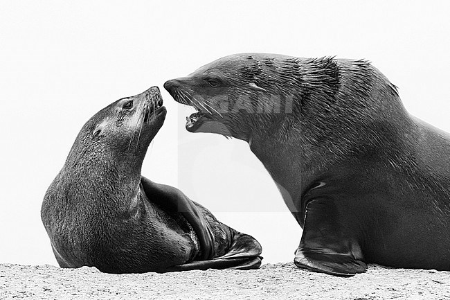 Cape Fur Seal (Arctocephalus pusillus), , Western Cape, South Africa stock-image by Agami/Saverio Gatto,