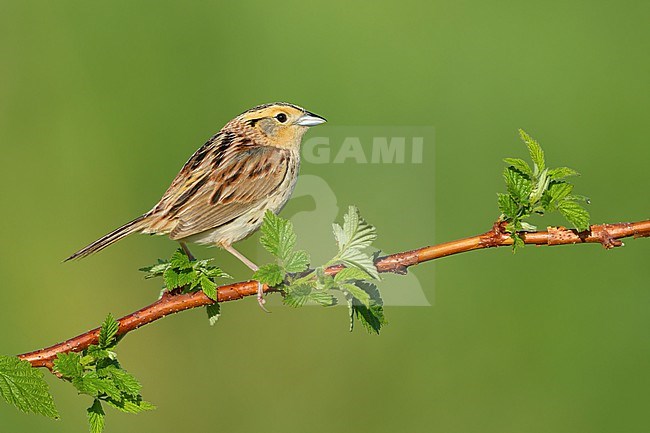 Adult LeConte's Sparrow, Ammospiza leconteii
St. Louis Co., MN stock-image by Agami/Brian E Small,