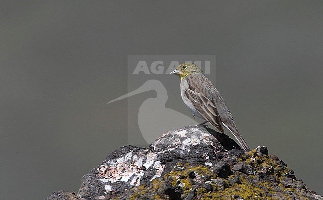 Adult male Cinererous Bunting (Emberiza cineracea cineracea) perched on a rock on Lesbos in Greece. stock-image by Agami/Helge Sorensen,