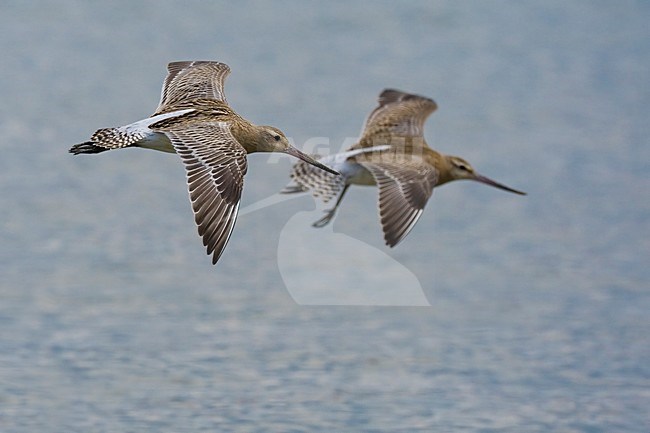 Rosse Grutto vliegend; Bar-tailed Godwit flying stock-image by Agami/Daniele Occhiato,