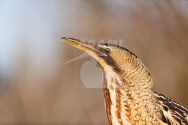 Roerdomp, Eurasian Bittern stock-image by Agami/Bence Mate,