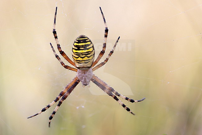 Wasp Spider seen from above stock-image by Agami/Onno Wildschut,