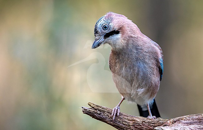 Eurasian Jay on a branch against a yellow green colored natural background stock-image by Agami/Onno Wildschut,