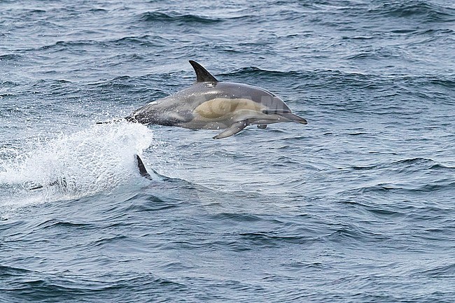 Long-beaked Common Dolphin (Delphinus capensis), individual jumping out of water, Western Cape, South Africa stock-image by Agami/Saverio Gatto,