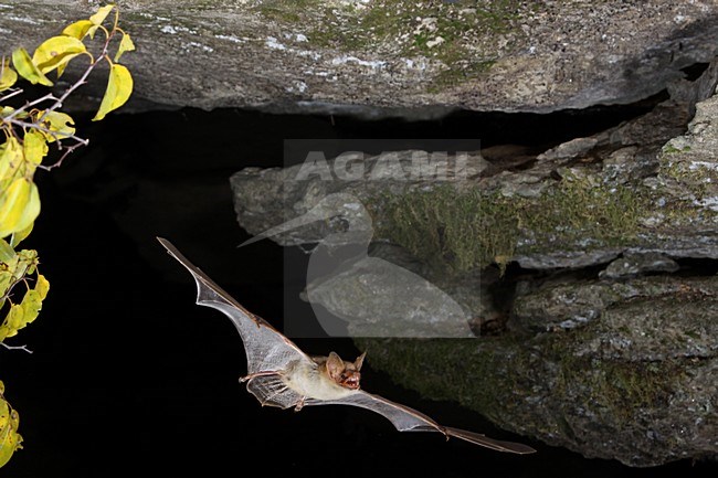 Vale Vleermuis verlaat grot, Greater Mouse-eared Bat leaving cave stock-image by Agami/Theo Douma,