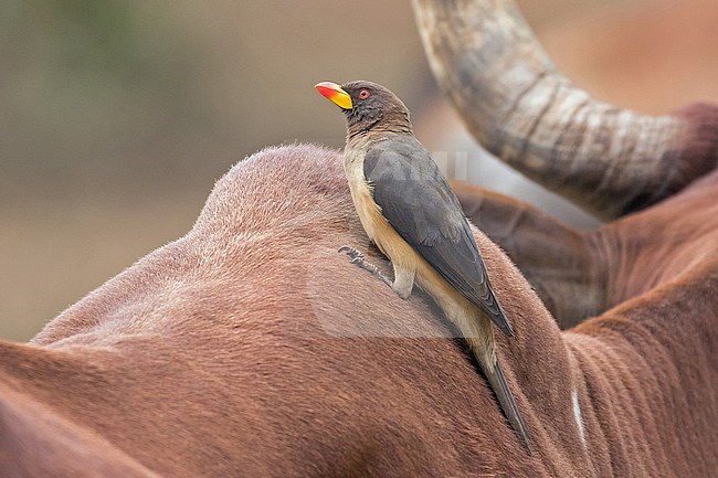 Yellow-billed Oxpecker (Buphagus africanus) in Cameroon. Perched on a domestic cow. stock-image by Agami/Pete Morris,