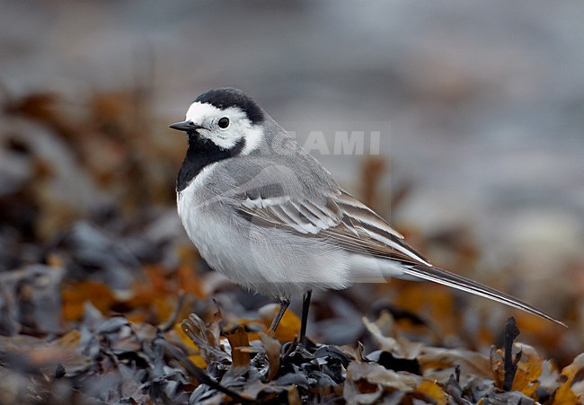 Volwassen Witte kwikstaart; Adult White Wagtail stock-image by Agami/Markus Varesvuo,