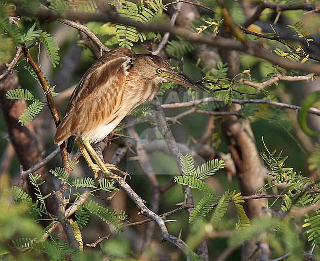 Yellow Bittern (Ixobrychus sinensis) perched. stock-image by Agami/Andy & Gill Swash ,