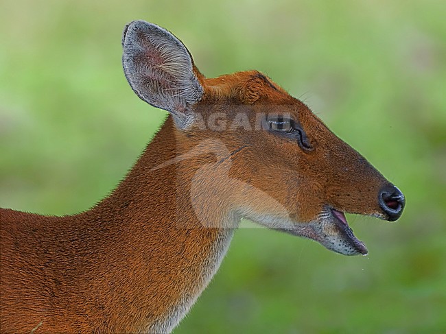 Vrouwtje Indische muntjak, Female Indian muntjac stock-image by Agami/Alex Vargas,