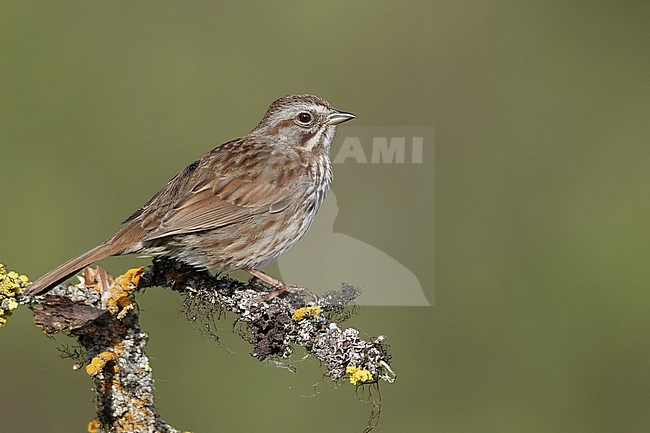 Adult  Song Sparrow, Melospiza melodia
Kamloops, British Columbia
June 2015 stock-image by Agami/Brian E Small,