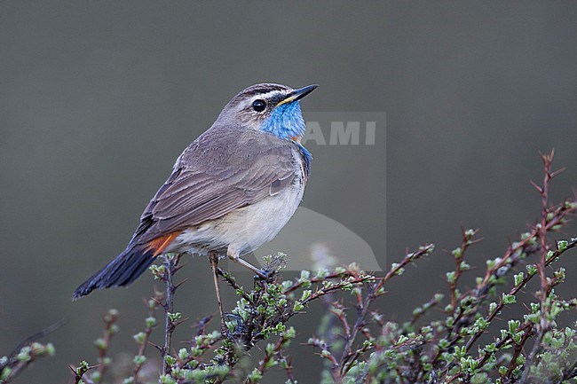 Bluethroat - Blaukehlchen - Cyanecula svecica ssp. saturatior, Kyrgyzstan, adult male stock-image by Agami/Ralph Martin,