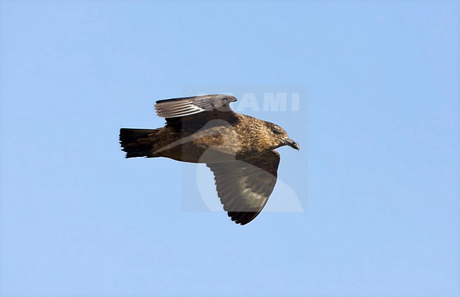 Chileense Grote Jager in de vlucht; Chilean Skua in flight stock-image by Agami/Marc Guyt,