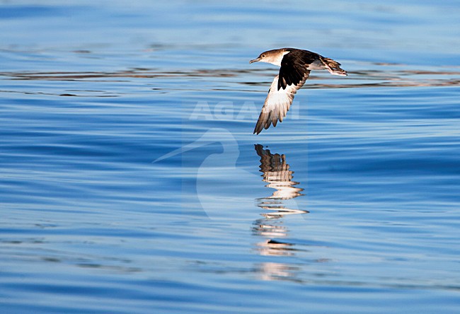 Zwartbuikpijlstormvogel; Black-vented Shearwater; Puffinus opisthomelas stock-image by Agami/Martijn Verdoes,