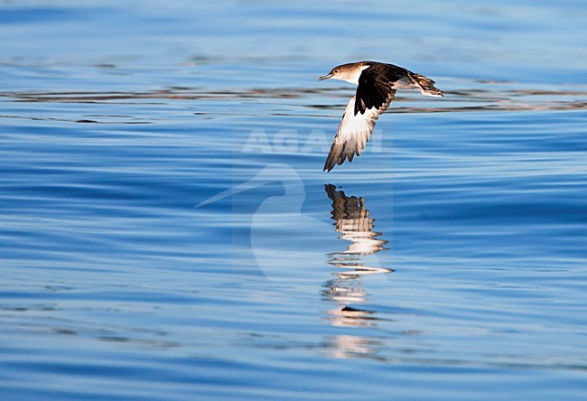 Zwartbuikpijlstormvogel; Black-vented Shearwater; Puffinus opisthomelas stock-image by Agami/Martijn Verdoes,