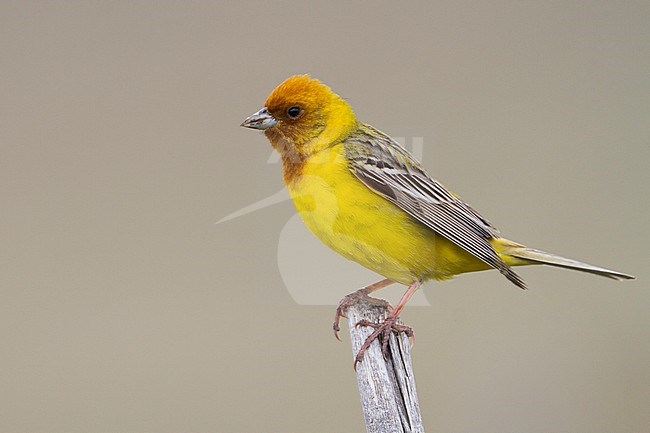 Red-headed Bunting - Braunkopfammer - Emberiza bruniceps, Kazakhstan, adult male stock-image by Agami/Ralph Martin,