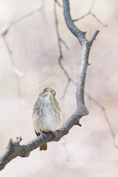 Siberian Flycatcher, Muscicapa sibirica ssp. sibirica, Russia, adult stock-image by Agami/Ralph Martin,