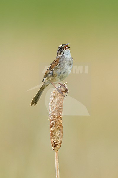 Adult breeding Swamp Sparrow, Melospiza georgiana
Kidder Co., ND stock-image by Agami/Brian E Small,