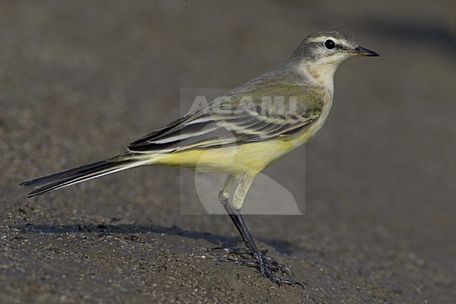 Blue-headed Wagtail standing on the ground; Gele Kwikstaart staand op de grond stock-image by Agami/Daniele Occhiato,