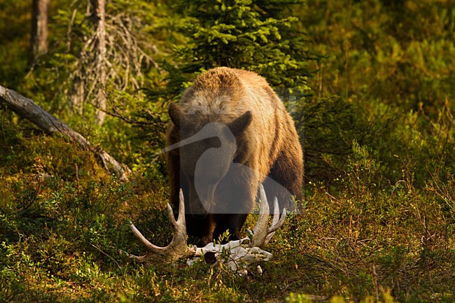 Bruine Beer in bos, Brown Bear in forest stock-image by Agami/Menno van Duijn,