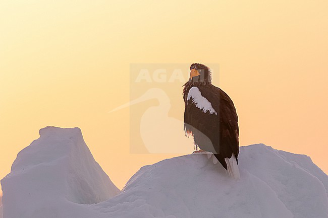 Adult Steller's Sea Eagle, Haliaeetus pelagicus, wintering at Rauso, Hokkaido, Japan. Perched on drift ice in the early morning. stock-image by Agami/Pete Morris,