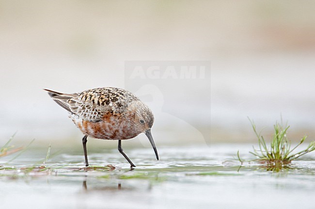Volwassen Krombekstrandloper; Adult Curlew Sandpiper stock-image by Agami/Markus Varesvuo,