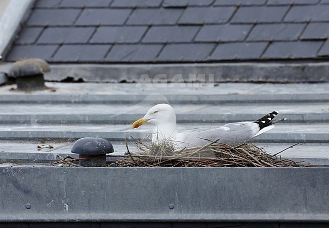 Zilvermeeuw broedend op dak, Herring Gull breeding on roof stock-image by Agami/Jacques van der Neut,