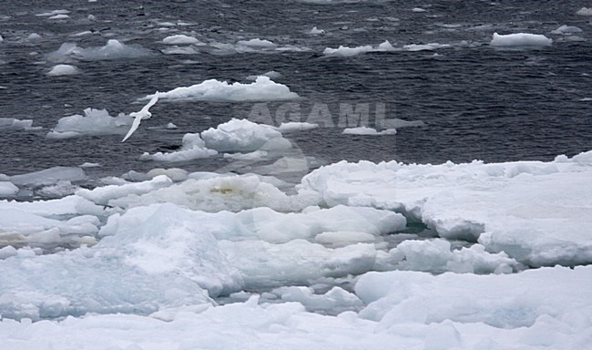 Lesser Snow Petrel flying; Sneeuwstormvogel vliegend stock-image by Agami/Marc Guyt,