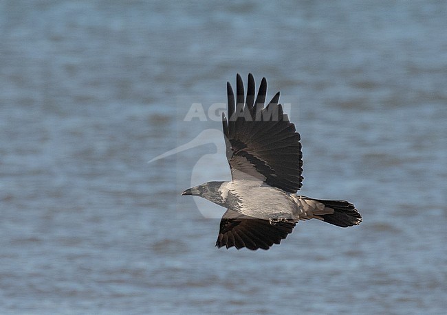 Wintering Hooded Crow (Corvus cornix) at the beach of Katwijk in the Netherlands. Scarce winter guest in Holland. stock-image by Agami/Arnold Meijer,