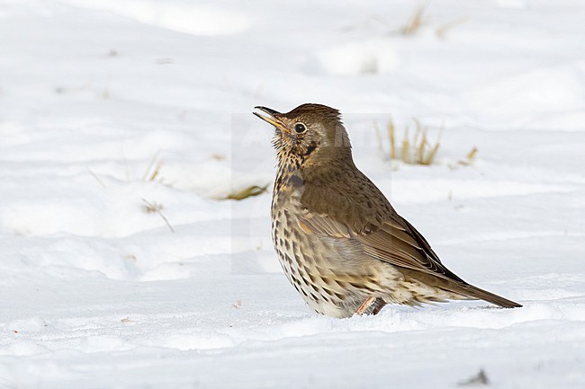 This series of images captures a unique event in which a Song Thrush (Turdus philomelos) completely devours a frog during a cold and snowy spell in the Dutch winter of 2021. stock-image by Agami/Jacob Garvelink,