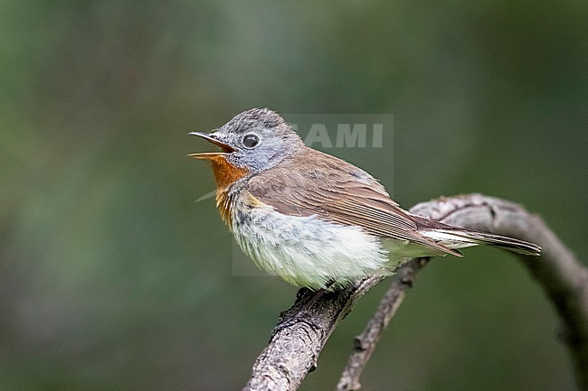 Male Red-breasted Flycatcher perched on a tree in Monetnyy, near Ekaterinburg, Russian Federation. June 2016. stock-image by Agami/Vincent Legrand,