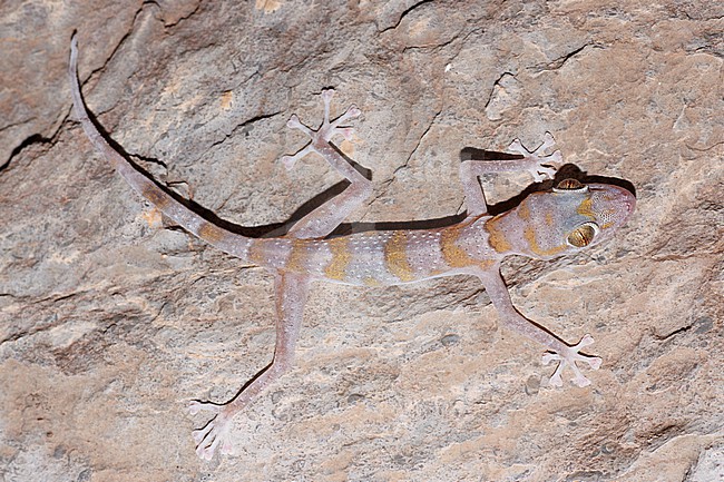 Flat-snouted Leaf-toed Gecko (Asaccus platyrhynchus) taken the 03/03/2023 at Tanuf - Oman. stock-image by Agami/Nicolas Bastide,