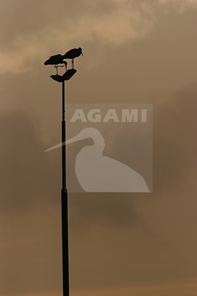 Ooievaars op lichtmast; White Storks on a light pole stock-image by Agami/Menno van Duijn,