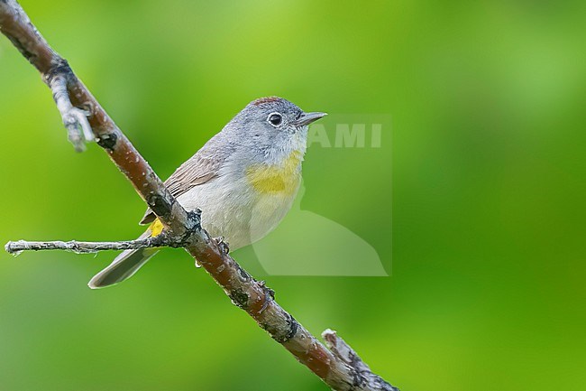 Adult
Boulder Co., CO
June 2023 stock-image by Agami/Brian E Small,
