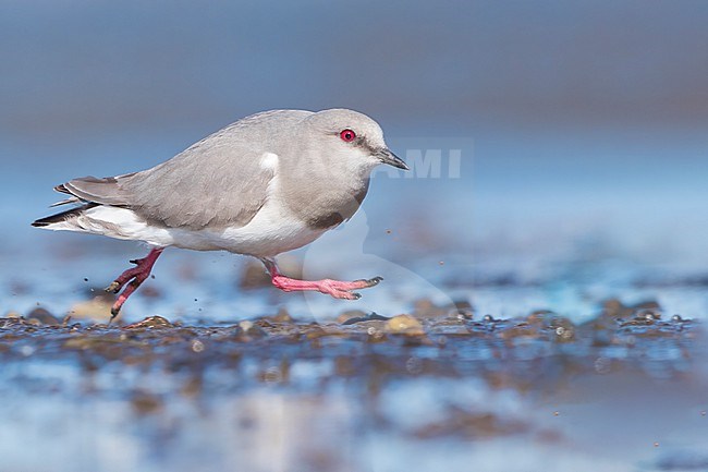 Magellanic Plover (Pluvianellus socialis) at a Patagonian lake in southern Argentina stock-image by Agami/Dubi Shapiro,