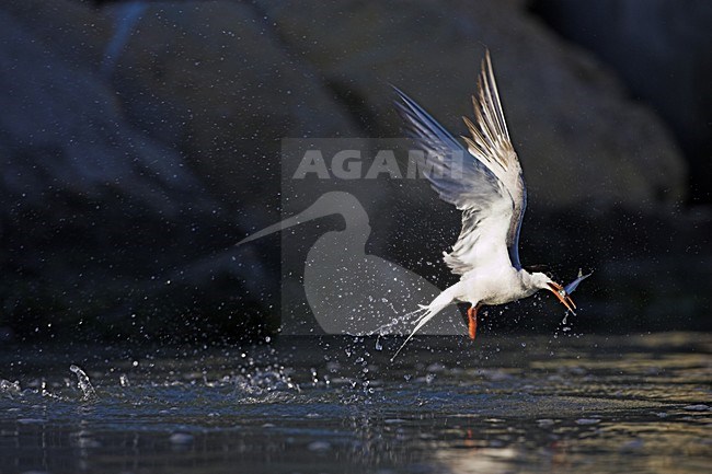 Visdief visje vangend; Common Tern catching a fish stock-image by Agami/Menno van Duijn,