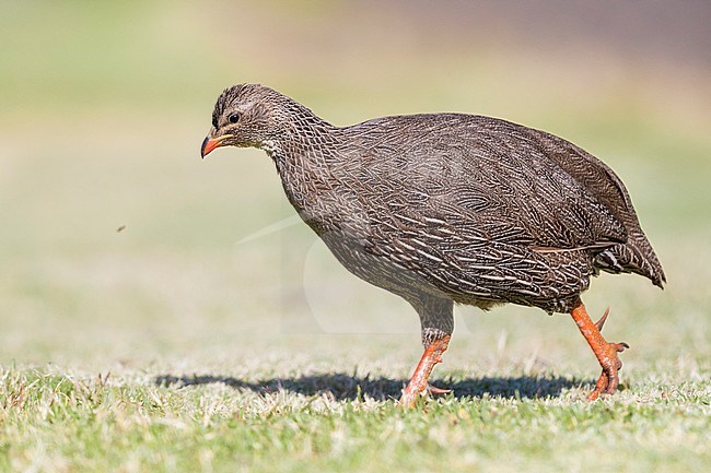 Cape Spurfowl (Pternistis capensis), side view of an adult male walking, Western Cape, South Africa stock-image by Agami/Saverio Gatto,